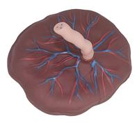 buyzg Modèle Anatomique du Placenta et du Cordon ombilical pour la Formation en gynécologie, avec présentation détaillée des veines et des artères pour Les Soins néonatals