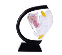 buyzg Modèle d'utérus Transparent : Modèle pédagogique médical pour la Simulation de la Communication médecin-Patient en gynécologie ; Anatomie de l'utérus ; Vagin Humain