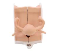 buyzg Modèle génital féminin Modèle utérin Mannequin Anatomie DIU Formation Contraceptif gynécologique Structure précise Convient pour l'enseignement Présentation