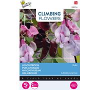 Buzzy Climbing Flowers Dolichos lablab Haricot à casque Violet Graines - Environ 3 gr | Buzzy_080954