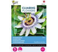 Buzzy Climbing Flowers Graines de passiflore bleue - Environ 0,5 gr | Buzzy_080950