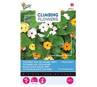 Buzzy Climbing Flowers Thunbergia Mélange de fleurs