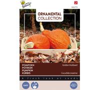 Buzzy Courge d'ornement Golden Hubbard Graines - Environ 2.5 gr | Buzzy_024773