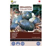 Buzzy Courge d'ornement Sweet Mama F1 Graines - Environ 8 Graines | Buzzy_024775