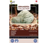 Buzzy Courge ornementale Hubbard Large Blue Graines - Environ 3 gr | Buzzy_024772
