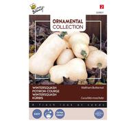 Buzzy Courge ornementale Waltham Butternut Graines - Environ 1,5 gr | Buzzy_029831