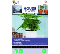 Buzzy House Plants Asparagus Graines d'asperges ornementales - Environ 1 gr | Buzzy_084006