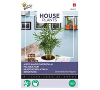 Buzzy House Plants Chamaedorea Palmier de montagne graines - Environ 15 graines | Buzzy_084010