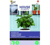 Buzzy House Plants Coffea Arabica Graines d'arbuste de café nain - Environ 15 graines | Buzzy_084011