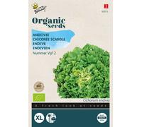Buzzy Organic Chicorée d'hiver Scarole verte - Graines- Env. 1 gr | Buzzy_92015