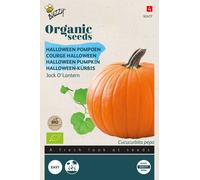 Buzzy Organic Courge d'Halloween Jack O'lantern - Graines- Ca 1 | Buzzy_92477