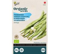 Buzzy Organic Haricot Pronk Emergo - Graines- Environ 25 gr | Buzzy_93000