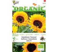Buzzy Organic Tournesol Zohar F1 - Graines- Environ 1 gr | Buzzy_94350