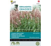 Buzzy Ornamental Grasses Graines de roseau de Chine 'New Hybrids' - Environ 0,05 gr | Buzzy_083086