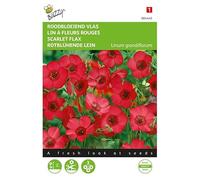 Buzzy Seeds 004445 Lin à fleurs rouges (graines de lin)