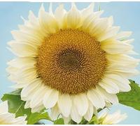 Buzzy Sunny Flowers, Fleur de soleil blanche Sun
