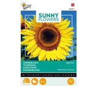 Buzzy Sunny Flowers Graines de tournesol géant Giganteus - Environ 5 gr | Buzzy_080803