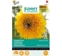 Buzzy Sunny Flowers Tournesol bas Sungold graines remplies - Environ 2.5 gr | Buzzy_080818