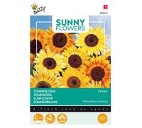 Buzzy Sunny Flowers Tournesol Fantaisie Graines - Environ 1 gr | Buzzy_080810