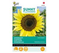 Buzzy Sunny Flowers Tournesol Lemon Queen Graines - Environ 1 gr | Buzzy_080828