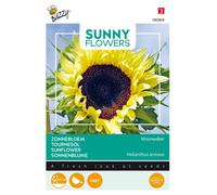 Buzzy Sunny Flowers Tournesol Moonwalker Graines - Environ 2.5 gr | Buzzy_080808