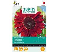 Buzzy Sunny Flowers, Tournesol Moulin Rouge