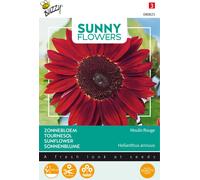 Buzzy Sunny Flowers Tournesol Moulin Rouge Graines - Environ 1 gr | Buzzy_080823