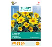 Buzzy Sunny Flowers, Tournesol Pacino Gold