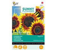 Buzzy Sunny Flowers Tournesol Ring of Fire Graines - Environ 0,75 gr | Buzzy_080814