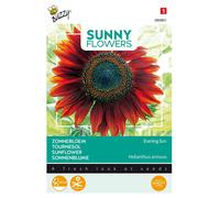 Buzzy Sunny Flowers Tournesol Soleil du soir Graines - Environ 4 gr | Buzzy_080801