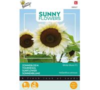 Buzzy Sunny Flowers Tournesol White Moon F1 Graines - Environ 6 graines | Buzzy_080827