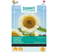 Buzzy Sunny Flowers Tournesol White Sun F1 Graines - Environ 6 graines | Buzzy_080824