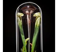 By ED Plante Carnivore Artificielle sous Cloche en Verre 30 cm (Vert)