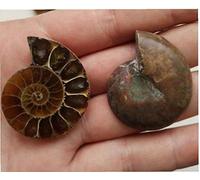 BYFRI 1pair Spirale Ammolite Naturel Ammonite Pieces Artisanat Naturel Joué Palms Coffret Cadeau pour Pierre 2 Cm