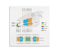 BYLSAGWHT Educational Equine Poster Horse Anatomy and Health Chart Reference Guide for Barn Tack Room Stable Home 8 X 12 in