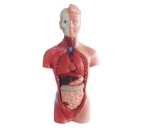 ByteRunning Modèle Anatomique de Torse Humain,Modèle de Torse Humain médical,Modèle de Torse Humain,Modèle Anatomie Torse Humain,avec Organes Amovibles Cœur,Anatomie du Corps Humain.