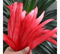 BZSDDY 40 Pièces de Plumes Colorées 25-30 cm - Plumes d'Autruche, Plumes de Coq et de Faisan pour Artisanat Créatif, Idéales pour Enfants et Décorations