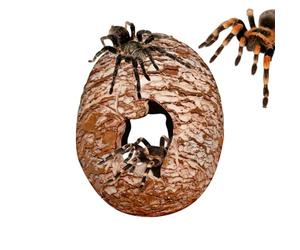 Cabane cachette pour petits animaux : base lourde de 150 g, lieu de repos pour crapauds, roche de paysage désertique | Aquarium pour intérieur, chambre, coin, enclos du zoo, sa