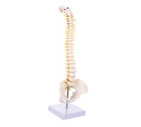 Cabilock 1 Pièce Colonne Vertébrale Anatomique Pelvis Détails Réalistes pour Enseignement