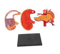 Cabilock 1 pièce Modèle Anatomique de Estomac pour Enseignement Outil Didactique pour Cours de Sciences Démonstration