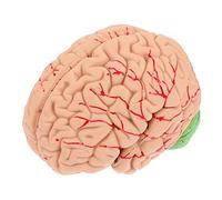 Cabilock 1 Pièce Modèle du cerveau modèle de cerveau humain modèle d'affichage du cerveau des modèles modèle anatomique du cerveau humain modèle d'anatomie du cerveau modèles de cerveau PVC