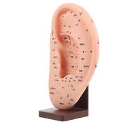 Cabilock 1 Pièce Réflexologie Auriculaire Base Maquette Acupoint Auriculaire pour Enseignement Médecine Physiologie Pratique Réaliste