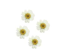 Cabilock 12 Pièces Fleur Séchée Marguerite pour Bijoux, Cadre, Manucure | Accessoires pour Scrapbooking, Marque-pages Faits Main, Décor Blanc, Événements D'entreprise et Mariages