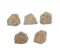 Cabilock 5 pièces Fossiles Trilobites Naturels Décoratifs Spécimens Réalistes Danimaux Anciens pour Collection Éducation et Jouets pour Garçon Fille Formes Variées Aléatoires