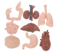 Cabilock 8 pièces Modèle Anatomique Organes Outils Pédagogie Accessoires Éducatifs pour Médecine et Enseignement