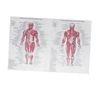 Cabilock Affiche Du Corps Humain Image Enseignement Muscles Squelettiques Figure Osseuse Musculaire
