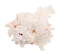 Cabilock Coquillage de Conque Naturel Grand Modèle Décoration de Mariage et Événements Thématiques Plage Accessoires pour Aquariums et Filler de Vase