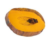 Cabilock Échantillon D'insecte Cigale en Résine D'ambre Naturel, Spécimen Décoratif D'intérieur, Ornement Scientifique Éducatif, Pierre D'ambre Fossile, Collection D'insectes Authentique
