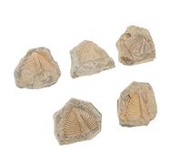 Cabilock Fossiles de Trilobite Naturels Ensemble de 5 Échantillons Pédagogiques pour L'Éducation Scientifique Décor de Bureau et Collection de Fossiles Modèles de Simulation Réalistes
