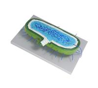 Cabilock Modèle Agrandi de Cellule Animale avec Noyau pour Enseignement Biologie Kit Démonstration Interactif pour et Étude Scientifique
